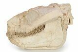 Fossil Oreodont (Merycoidodon) Skull - South Dakota #249247-1
